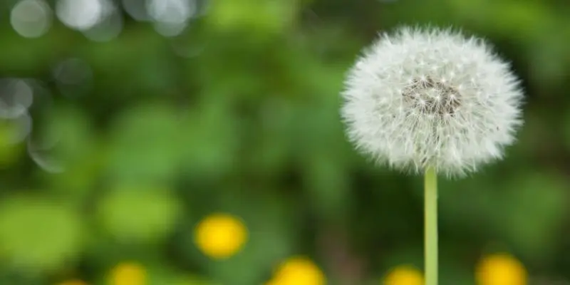 Desert Weed Control in Arizona