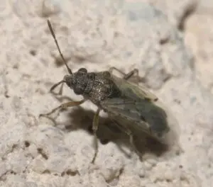 photo of a false chinch bug