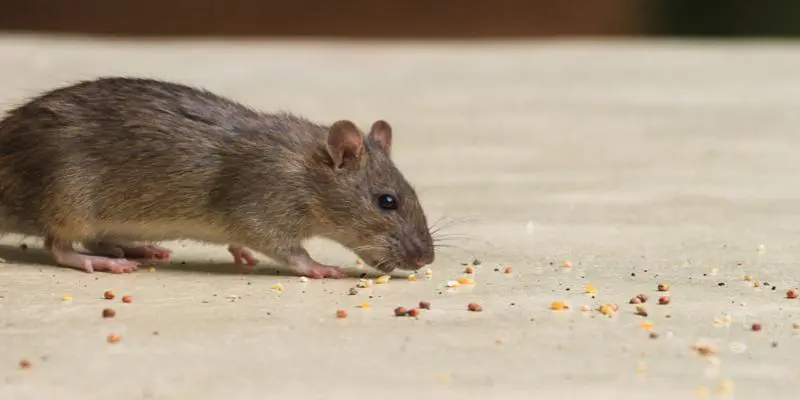 rodent control in the Phoenix-area