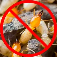 termite extermination