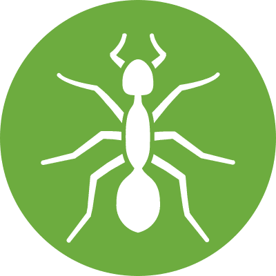 Ants