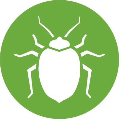 Bed Bugs