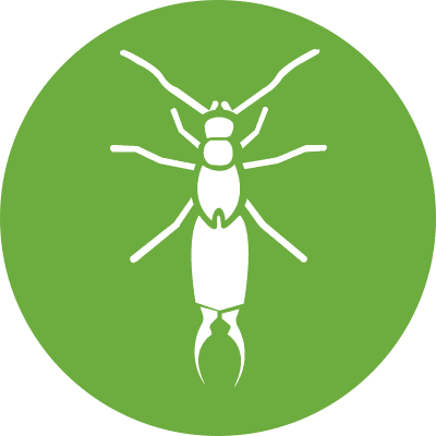 Earwigs