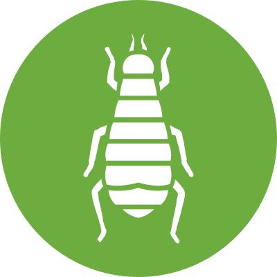 Fleas