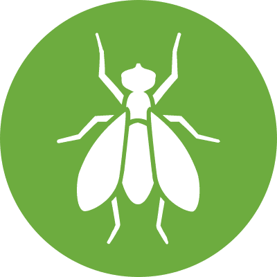 Flies