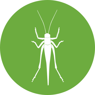 Grasshoppers