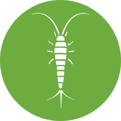 Silverfish