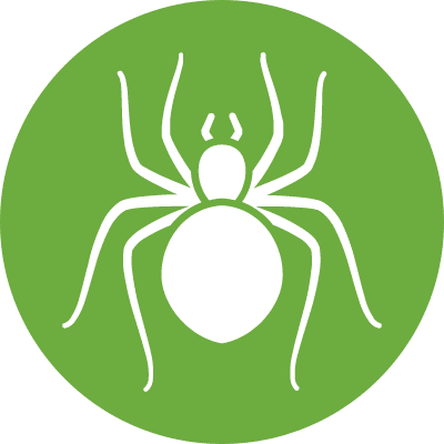 Spiders