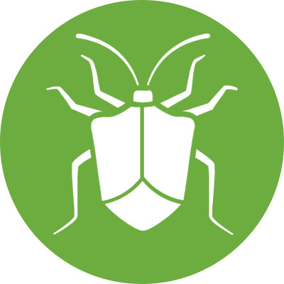 Stink Bugs