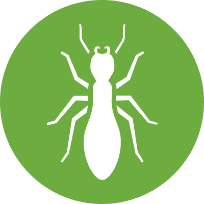 Termites