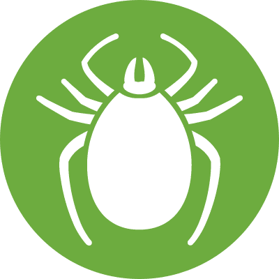 Ticks