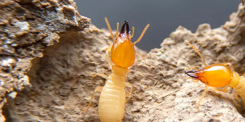 How Often Should I Spray For Termites?