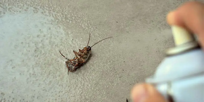 DIY Pest Control vs Professional Care