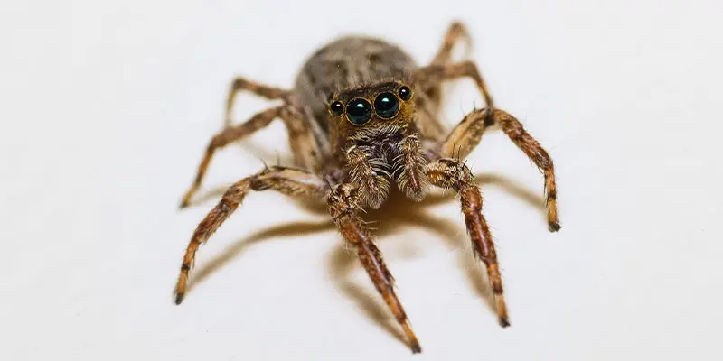 How Homeowners Can Get Rid of Black Widows, Brown Recluses, and More!