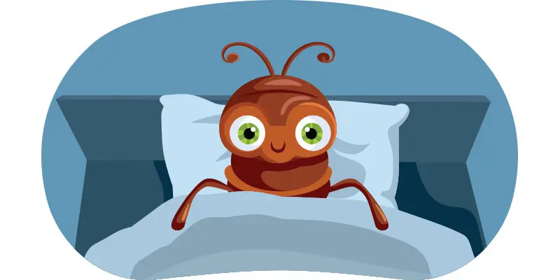 How Do Bed Bugs Get Into Your House? The Answers Will Surprise You!