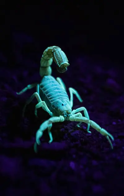 Arizona bark scorpion under a black light