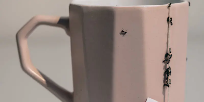 Ants Never Stop, Especially During Summer, So Get Prepared Now with Professional Pest Control