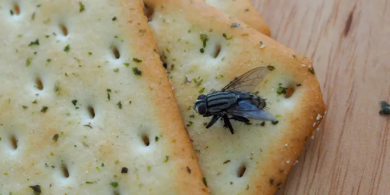 Flies Are More Than Just a Nuisance