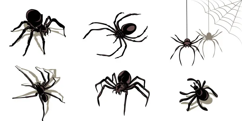 Can You Really Tell a Dangerous Spider from a Harmless One