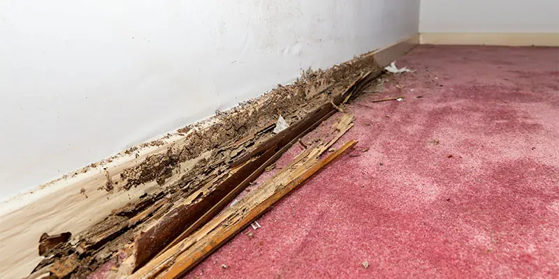Shielding Your Phoenix Sanctuary from Termites