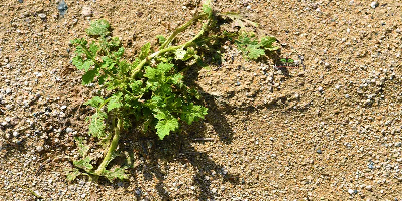 The Importance of Treating Weeds for Phoenix Homeowners