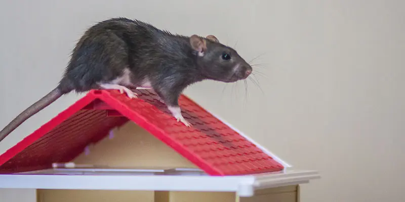 Why Roof Rats in Phoenix Are a Problem and How to Handle Them