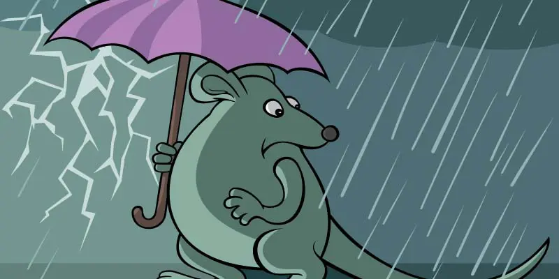 Why Rats Are a Major Problem During Monsoon Season in Phoenix