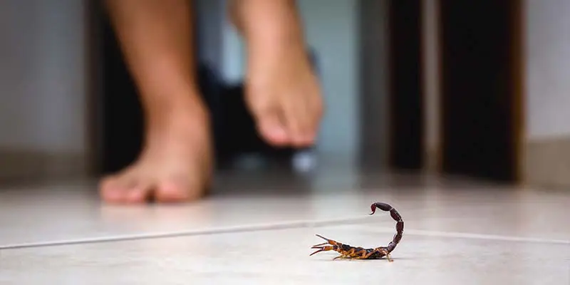 Why Scorpions Are the Scariest Pest in Arizona – and How Invader Pest Management Can Help