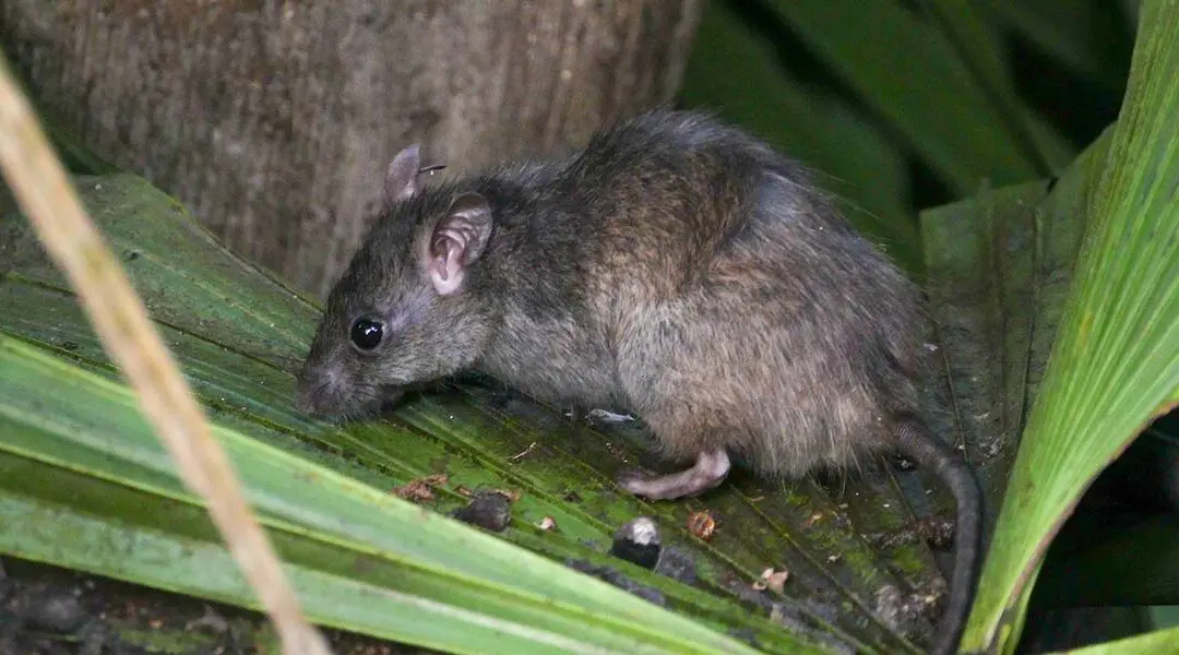 Rodents on the Rise
