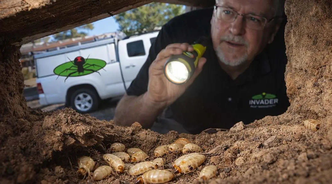 Don’t Wait for Damage: Why Winter Is Prime Time for Termite Inspections in Arizona