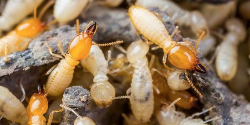 When Should You Get Termite Treatment for Your Home?