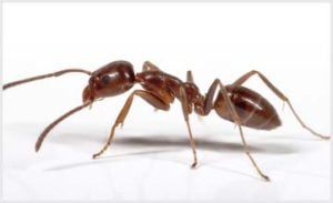 Photo of an Argentine ant