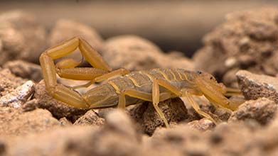 Arizona bark scorpion