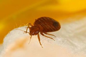 close up photo of a bed bug