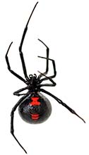 Photo of a black widow's underside