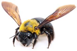 Photo of a carpenter bee