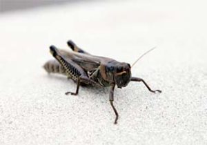 Close up photo of a cricket