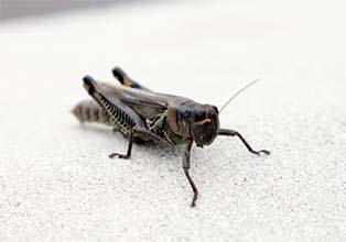 Crickets - Arizona Pests 101 - Invader Pest Management