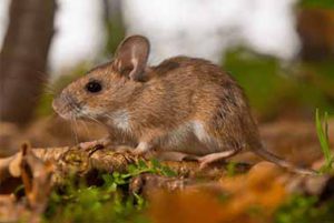 Photo of a deer mouse