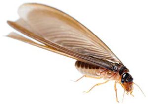 Photo of a drywood termite
