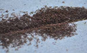 Pavement ants