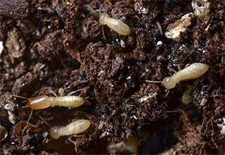 Photo of subterranean termites