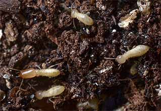Subterranean Termites Photo of subterranean termites