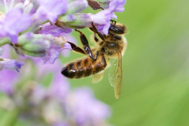 Africanized killer bees