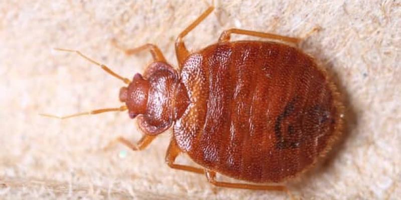 Photo of a bed bug