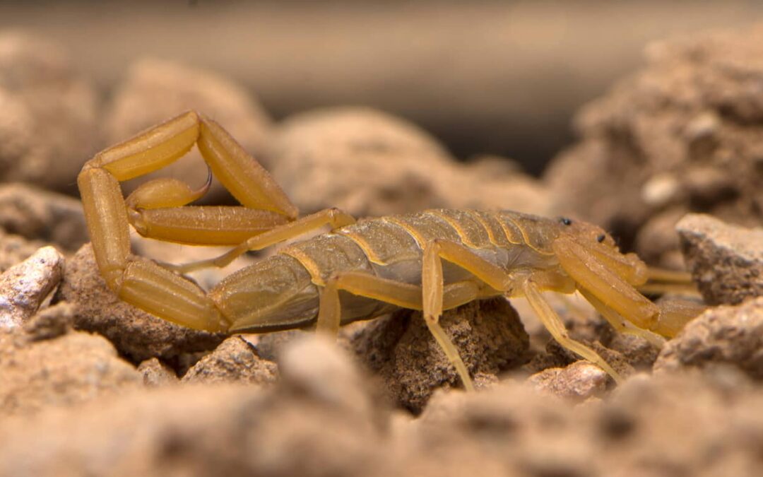 Arizona bark scorpion