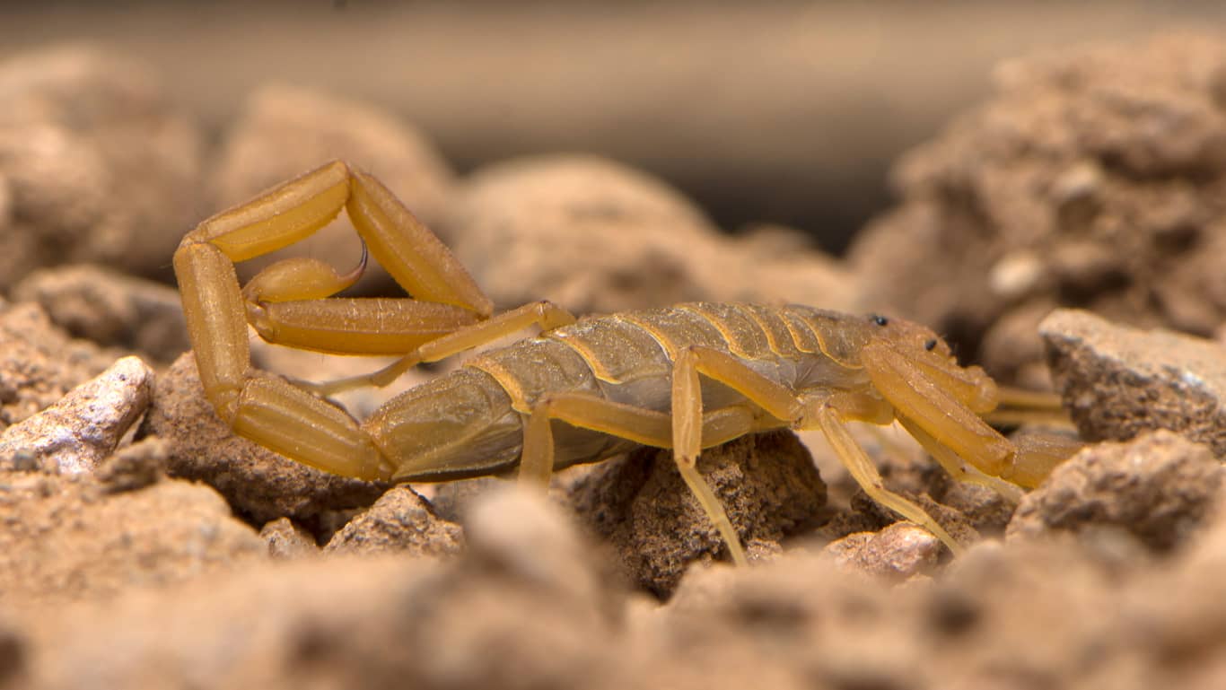 Bark Vs Desert Hairy Scorpion Invader Pest Management butterflies-and-their-meanings-blue-butterfly-meaning-butterfly