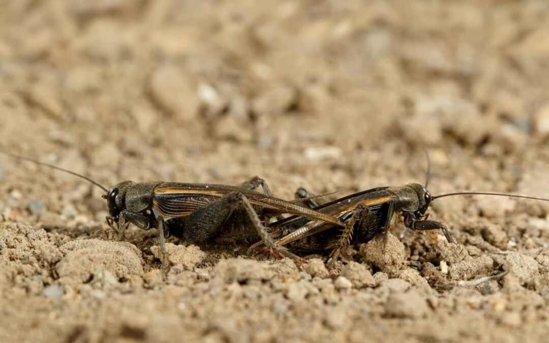 photo of an Arizona desert cricket