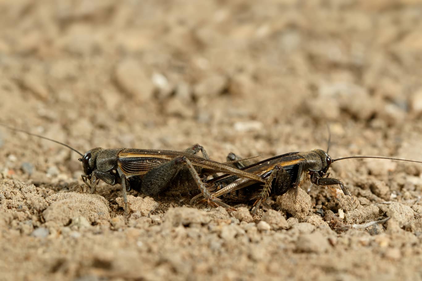 Understanding Desert Crickets Invader Pest Management
