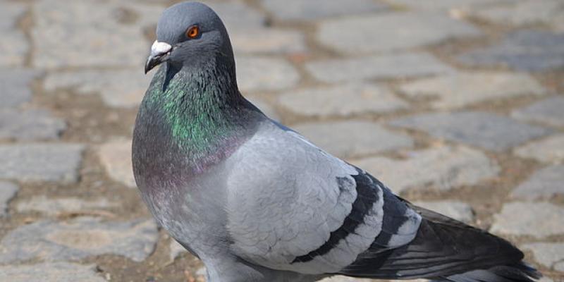 Arizona pigeon control